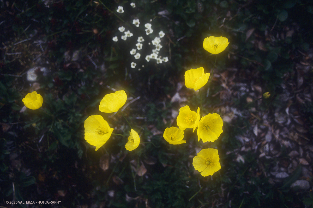 48 SIBERIA.jpg - Luglio/Agosto 1992. Siberia, terra dei Chukchi. Nell'oceano artico  125 Km a nord-est della penisola dei Chukchi (Siberia) c'Ã¨ l'isola di Wrangel, essa ospita piÃ¹ del doppio di specie vegetali (417) di qualsiasi territorio artico a paritÃ  di superficie nonchÃ¨ 30 specie diverse di uccelli oltre ad orsi polari, foche e trichechi ; per questo motivo   Ã¨ stata proclamata patrimonio dell'umanitÃ  dall'UNESCO. Nella foto parco naturale isola di Arakamchechen, fioritura di papavero artco.